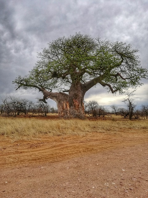 Tikrasis baobabas